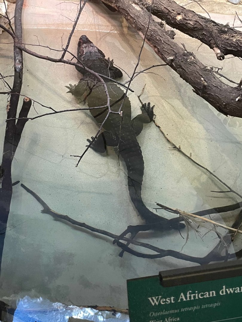 09/15/23 - West African Dwarf Crocodile (Osteolaemus tetraspis tetraspis)