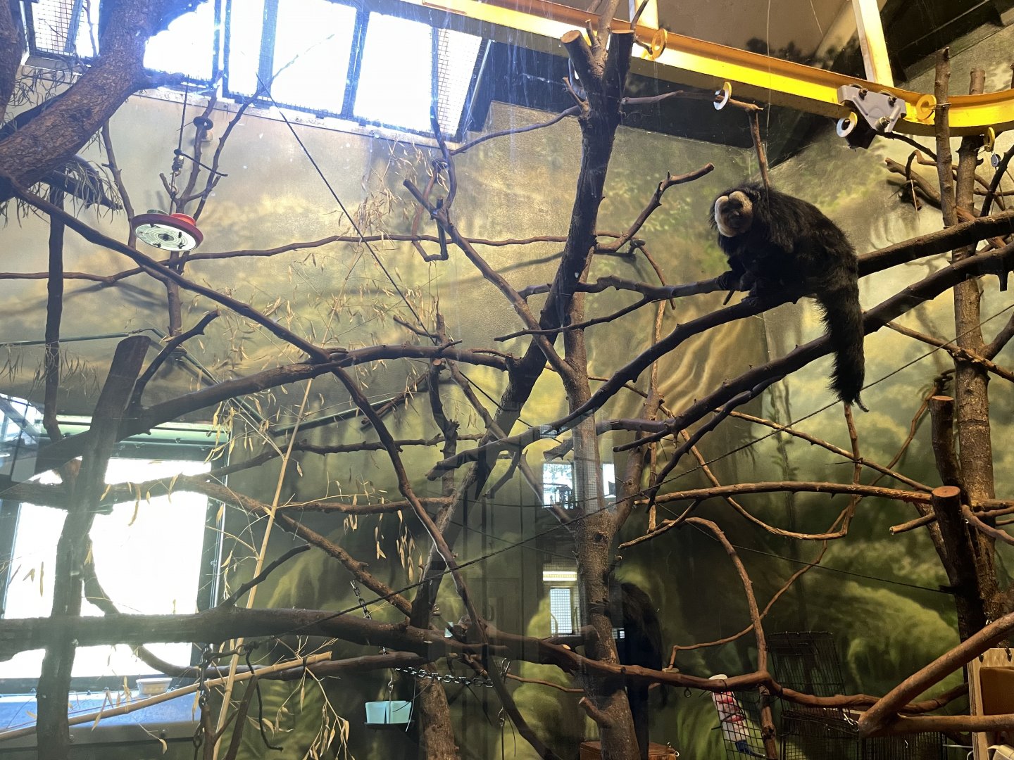 09/15/23 - White-Faced Saki (Pithecia pithecia)