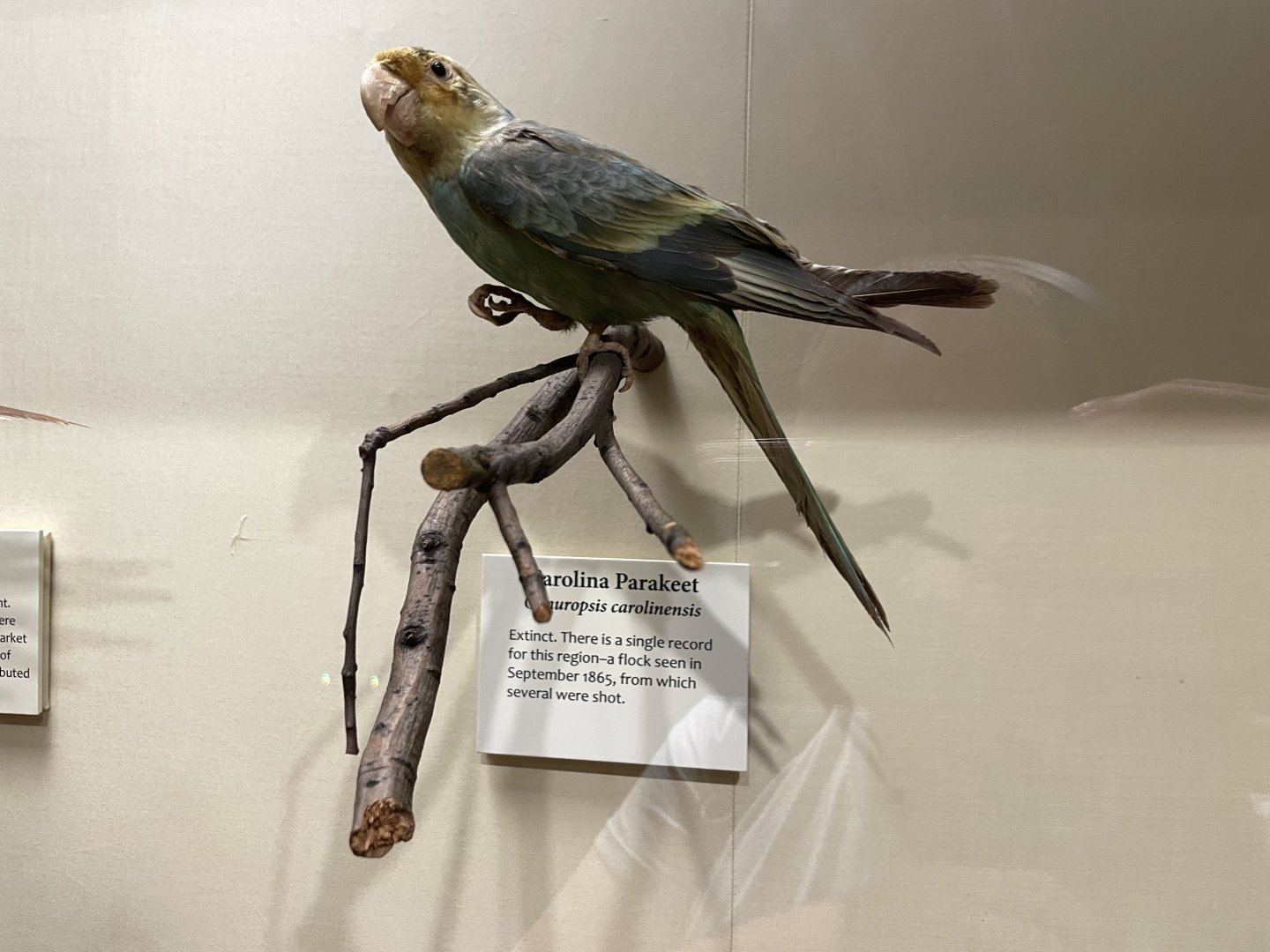 09/16/23 - Carolina Parakeet (Conuropsis carolinensis)