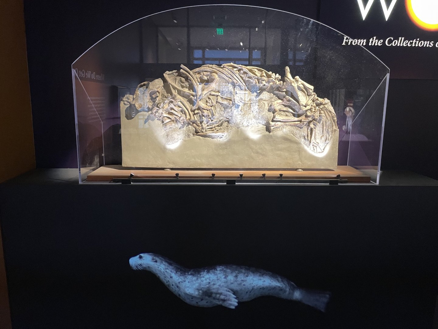 09/16/23 - Enaliarctos mealsi