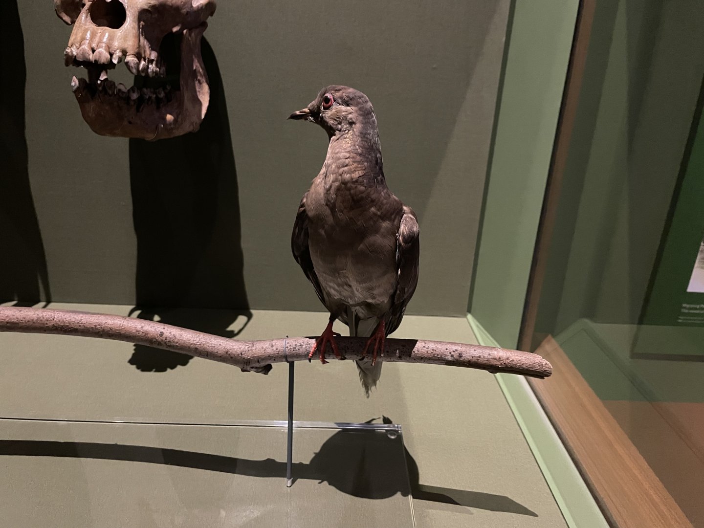 09/16/23 - Martha, the last Passenger Pigeon (Ectopistes migratorius)