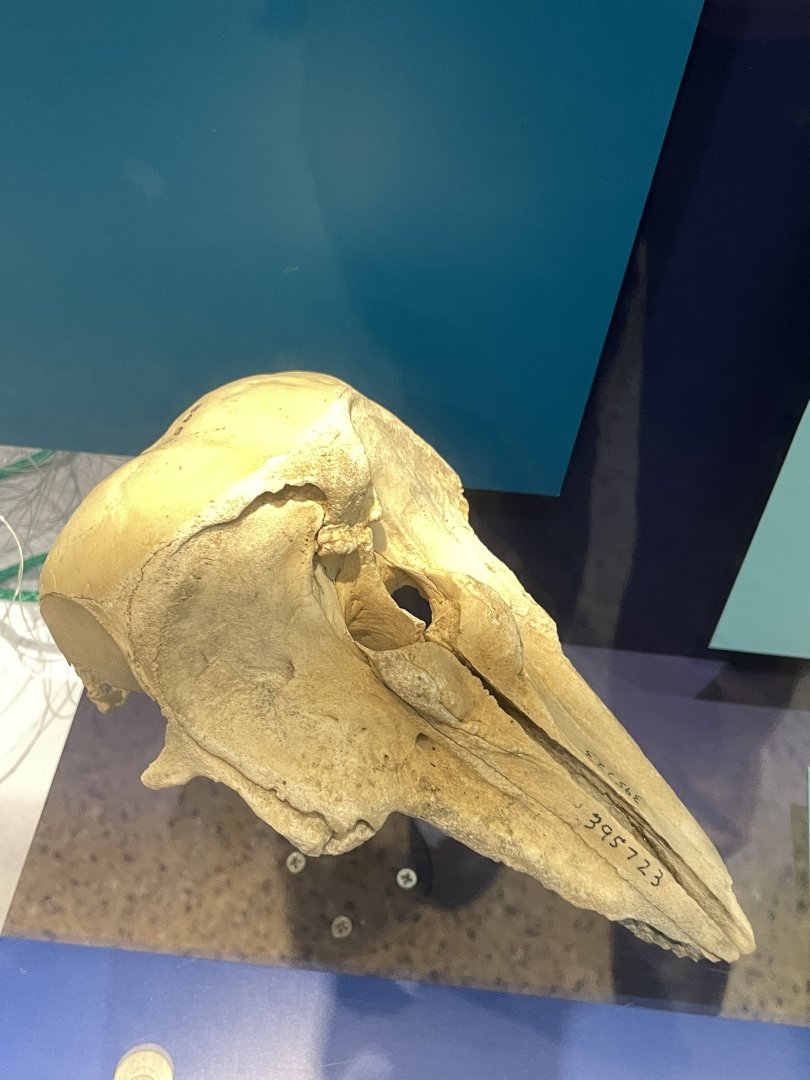 09/16/23 - Vaquita (Phocoena sinus) skull