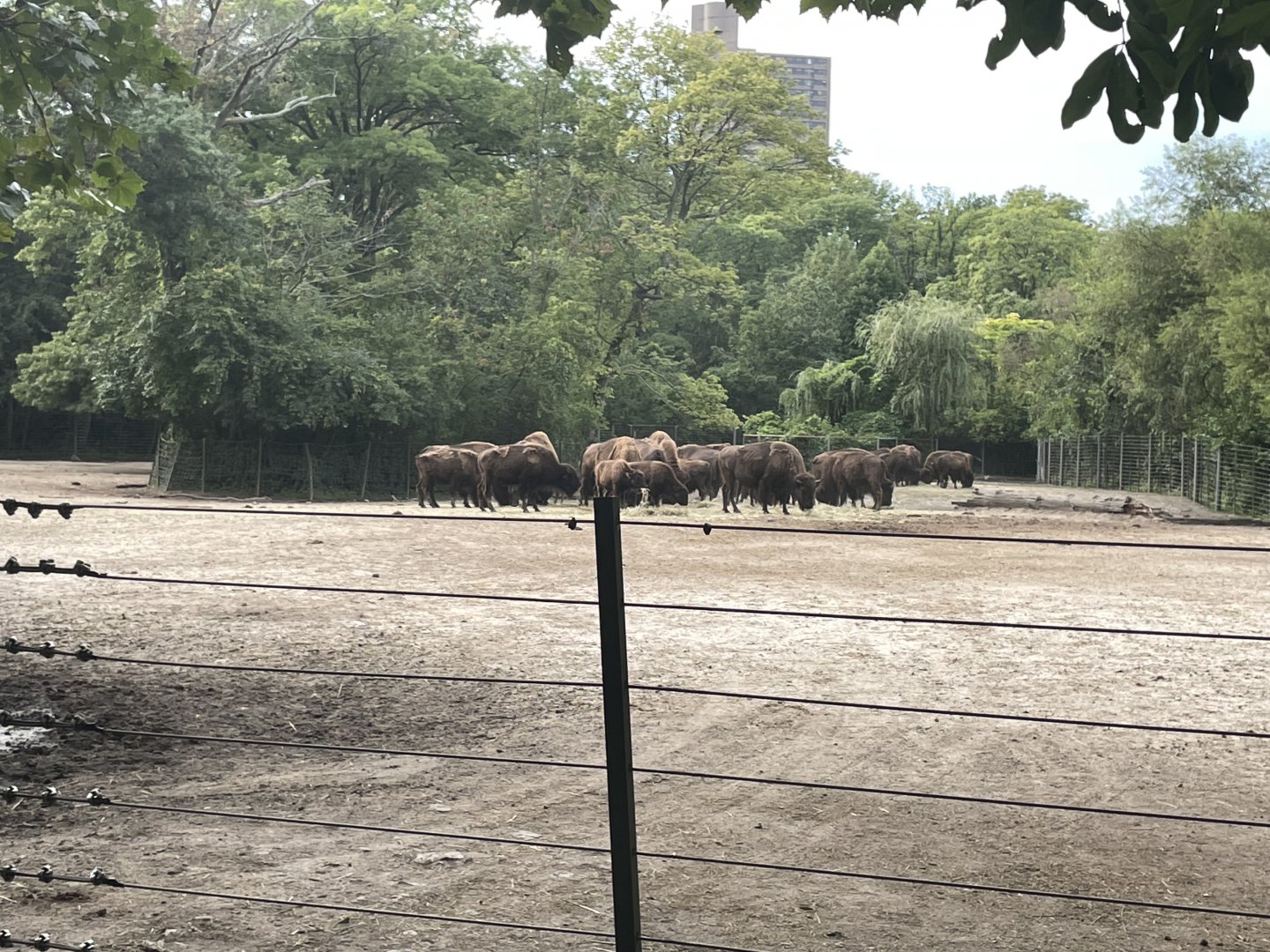 09/17/23 - American Bison (Bison bison)
