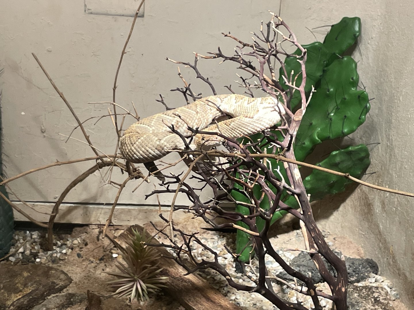 09/17/23 - Aruba Island Rattlesnake (Crotalus unicolor)