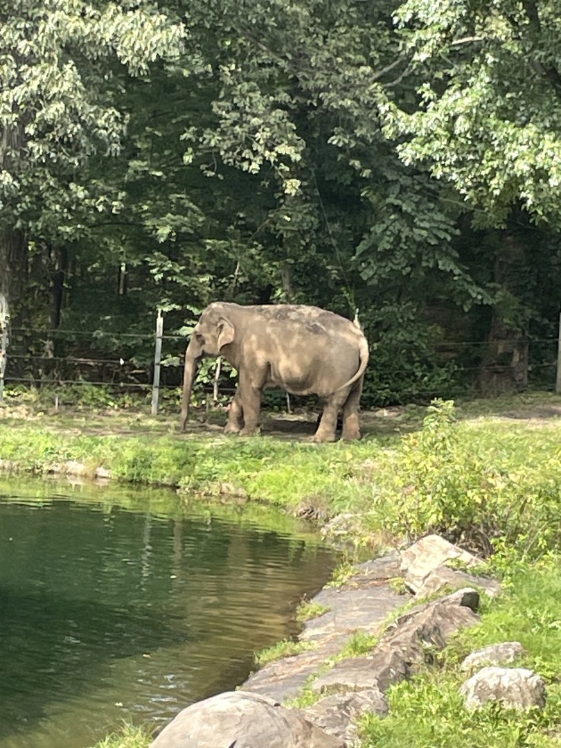 09/17/23 - Asian Elephant (Elephas maximus)