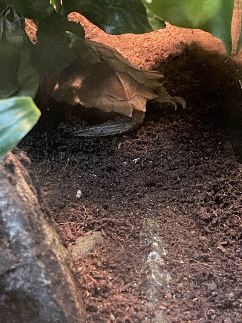 09/17/23 - Black-Breasted Leaf Turtle (Geoemyda spengleri)