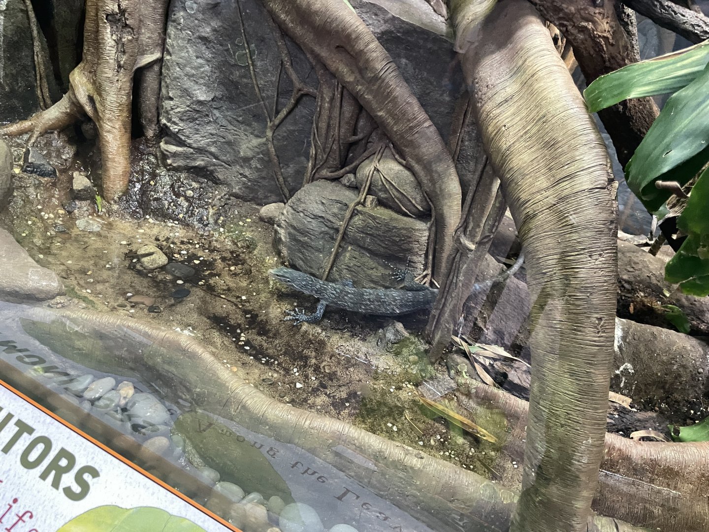 09/17/23 - Blue Tree Monitor (Varanus macraei)