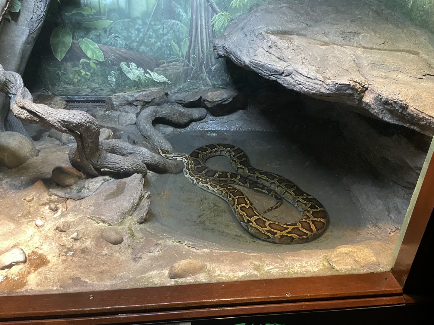 09/17/23 - Burmese Python (Python bivittatus)