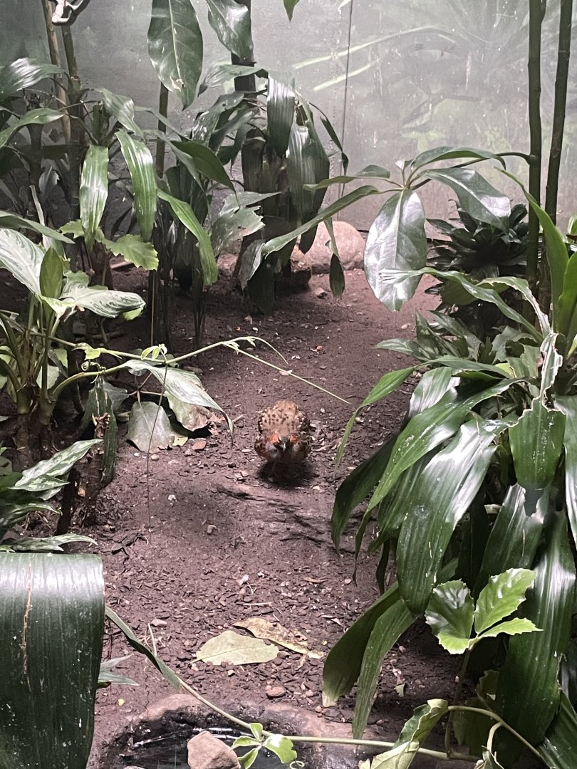 09/17/23 - Chinese Bamboo Partridge (Bambusicola thoracicus)