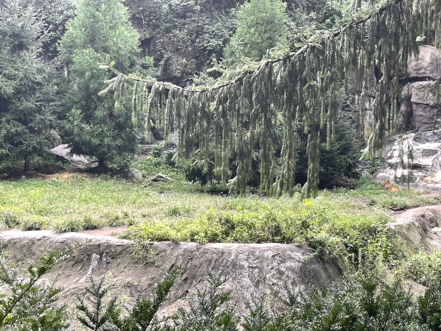 09/17/23 - Dhole (Cuon alpinus)