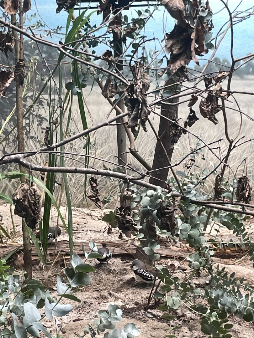 09/17/23 - Diamond Firetail (Stagonopleura guttata)