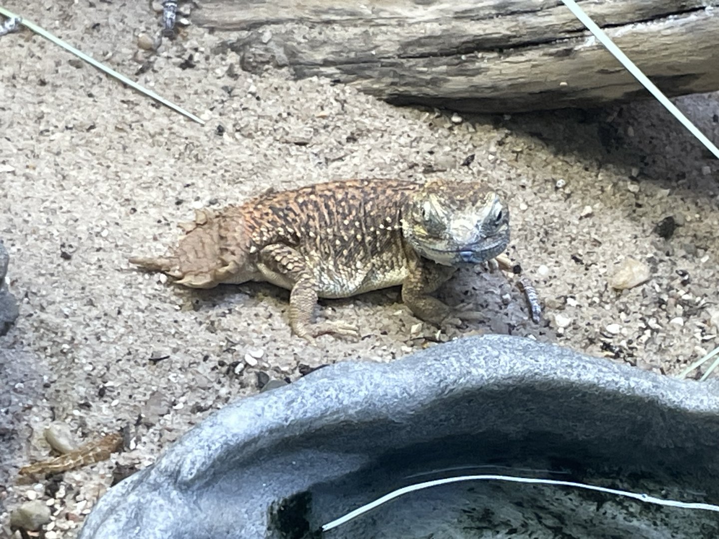 09/17/23 - Dwarf Shield-Tailed Agama (Xenagama taylori)