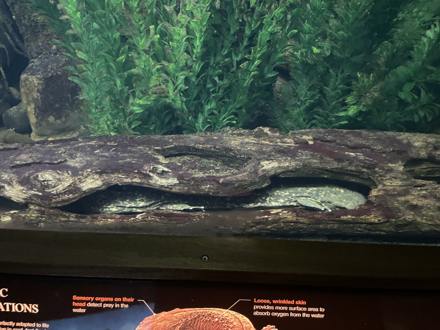 09/17/23 - Eastern Hellbender (Cryptobranchus alleganiensis alleganiensis)