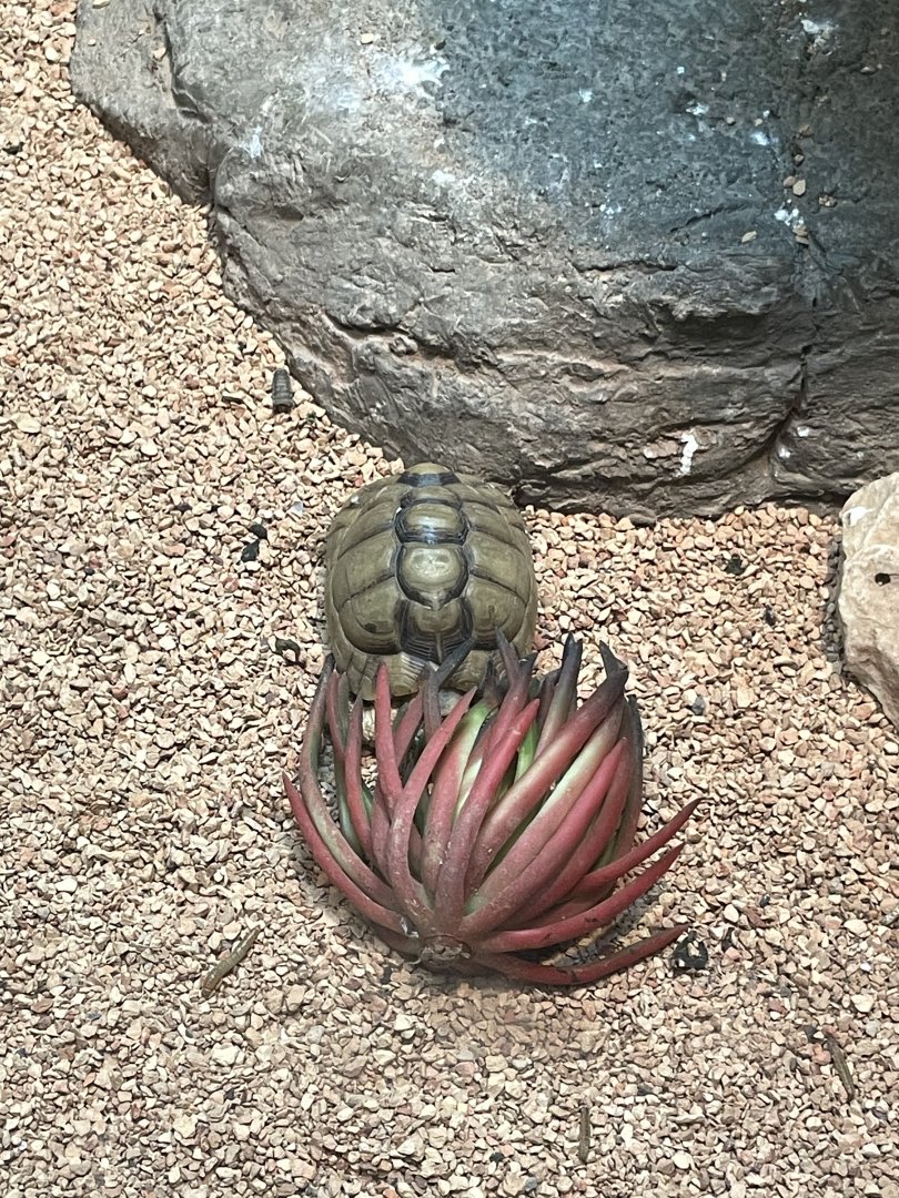 09/17/23 - Egyptian Tortoise (Testudo kleinmanni)