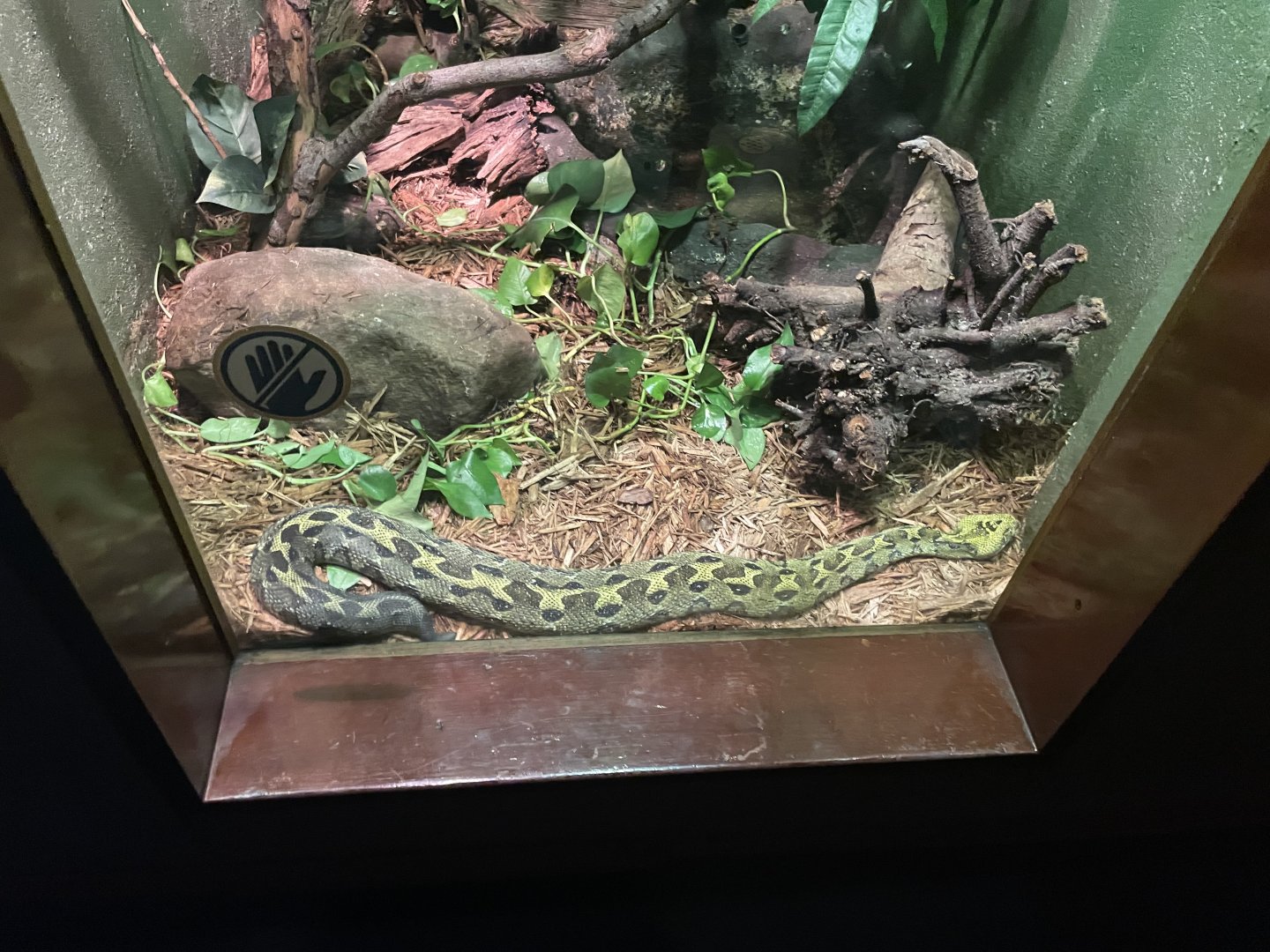 09/17/23 - Ethiopian Mountain Viper (Bitis parviocula)
