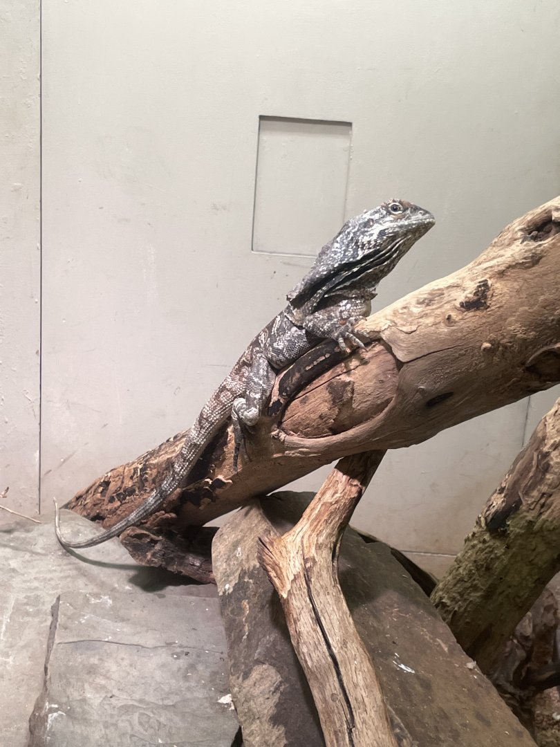 09/17/23 - Frilled Dragon (Chlamydosaurus kingii)