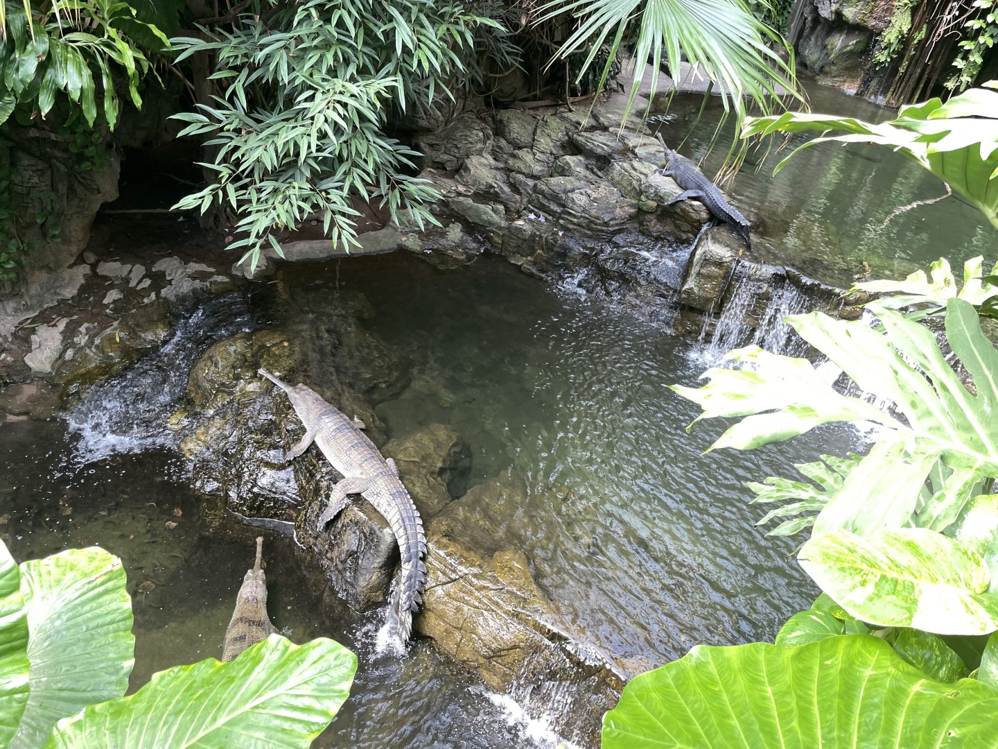 09/17/23 - Gharial (Gavialis gangeticus)