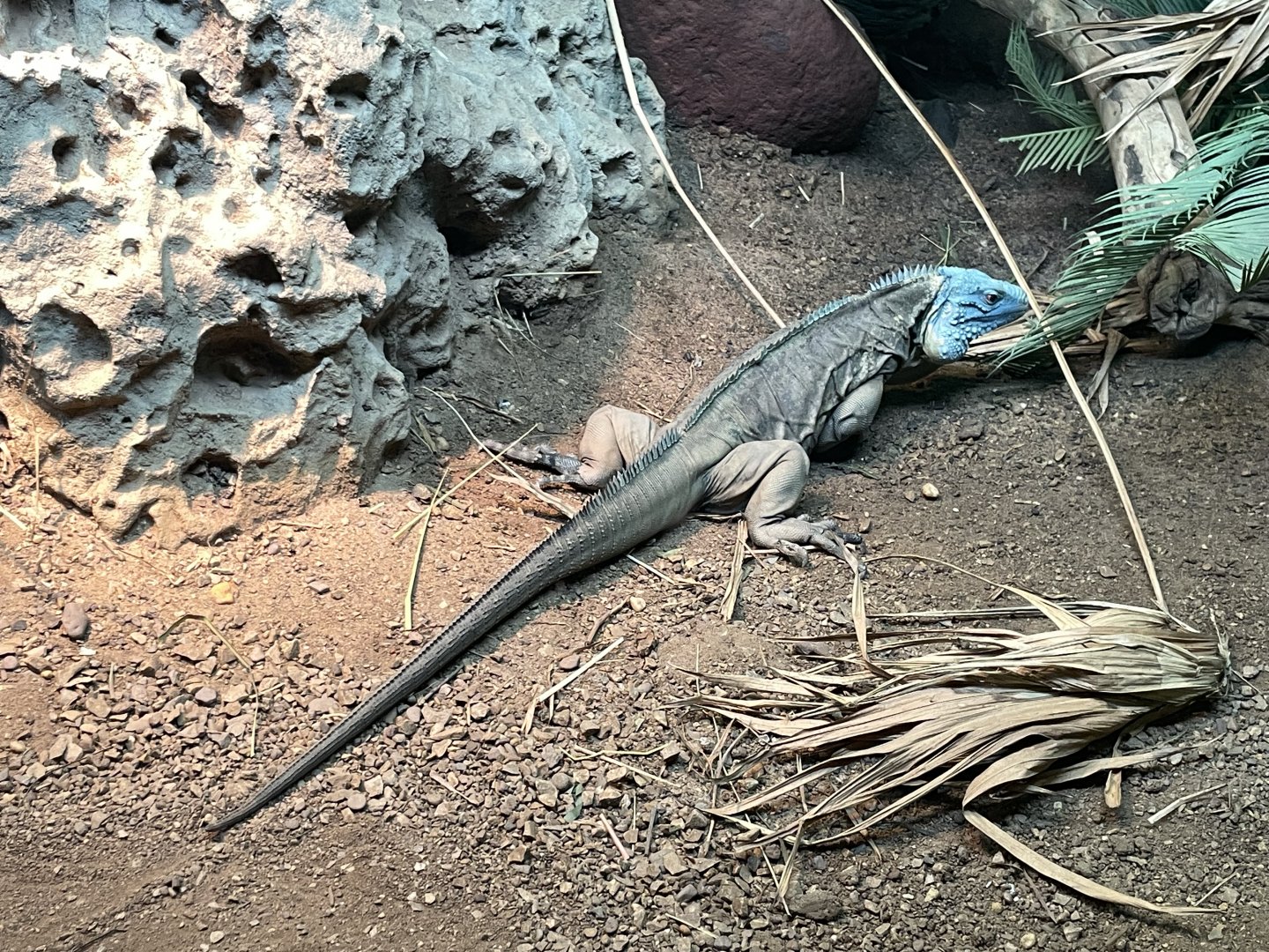 09/17/23 - Grand Cayman Blue Iguana (Cyclura lewisi)