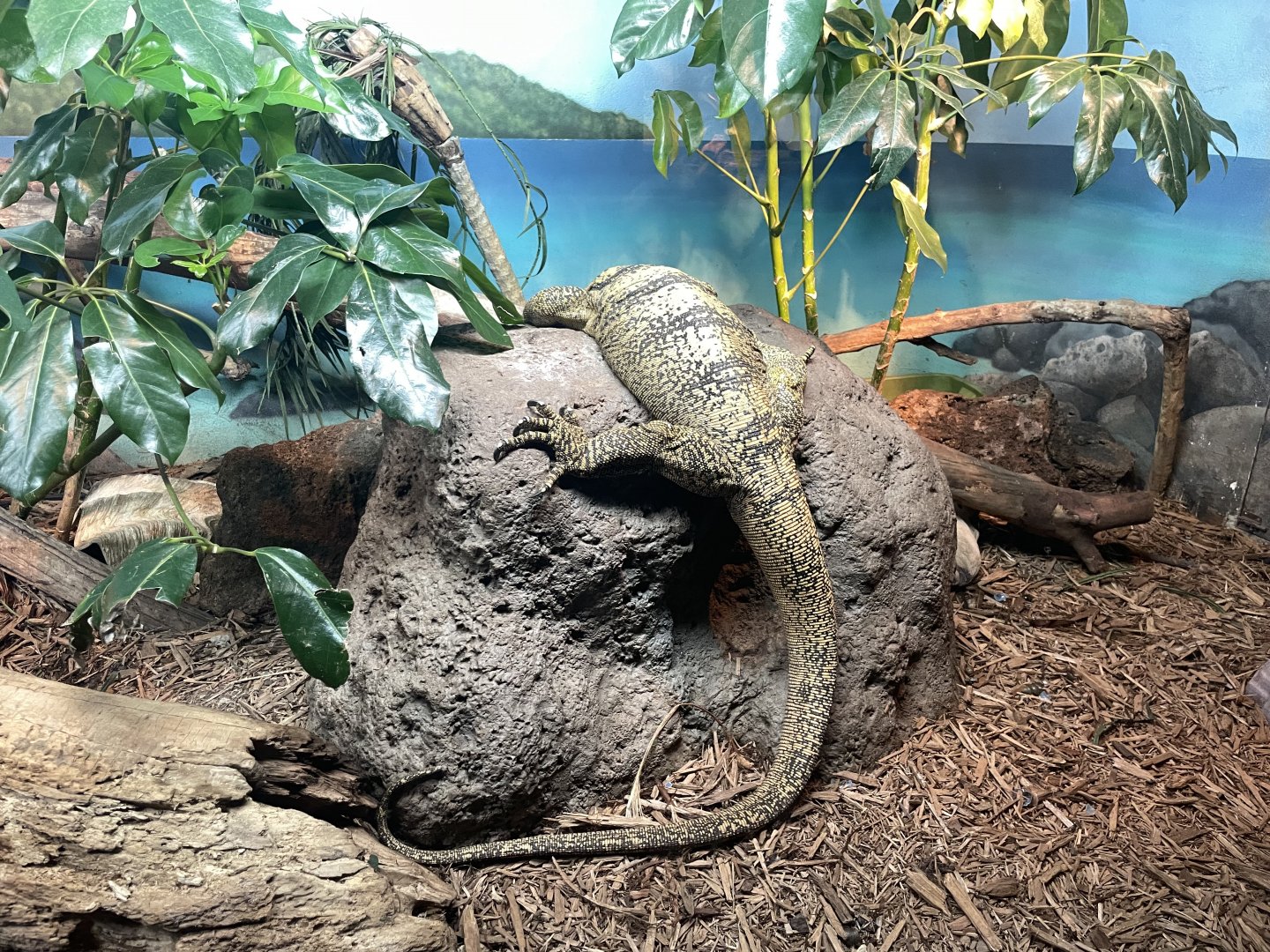 09/17/23 - Gray's Monitor (Varanus olivaceus)