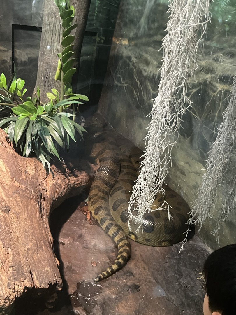 09/17/23 - Green Anaconda (Eunectes murinus)