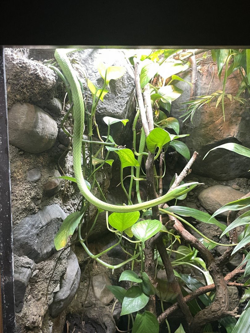 09/17/23 - Green Vine Snake (Oxybelis fulgidus)