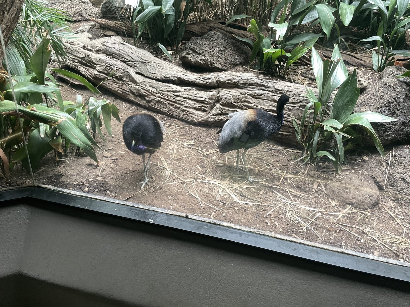 09/17/23 - Grey-Winged Trumpeter (Psophia crepitans)