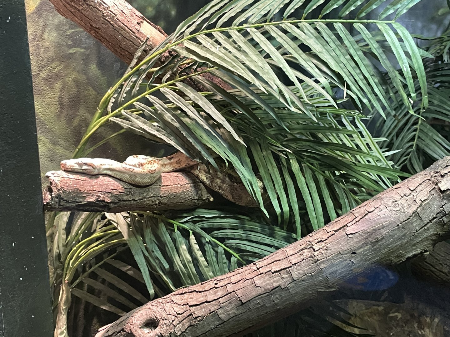 09/17/23 - Hog Island Boa (Boa imperator)