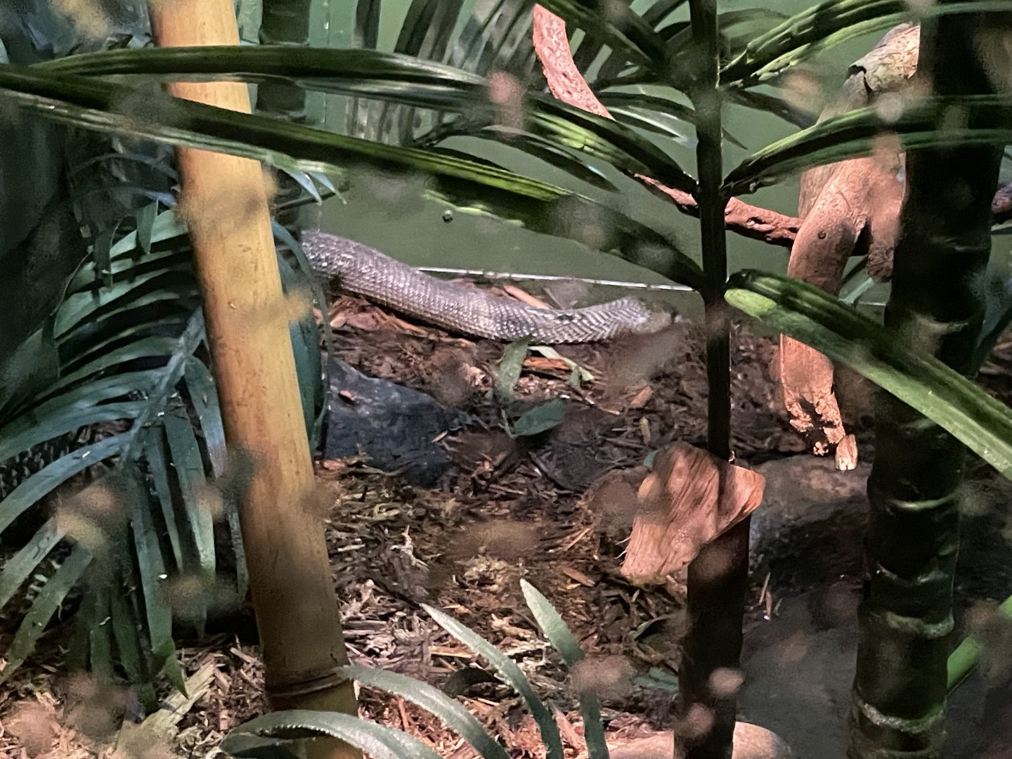 09/17/23 - Indian Cobra (Naja naja)