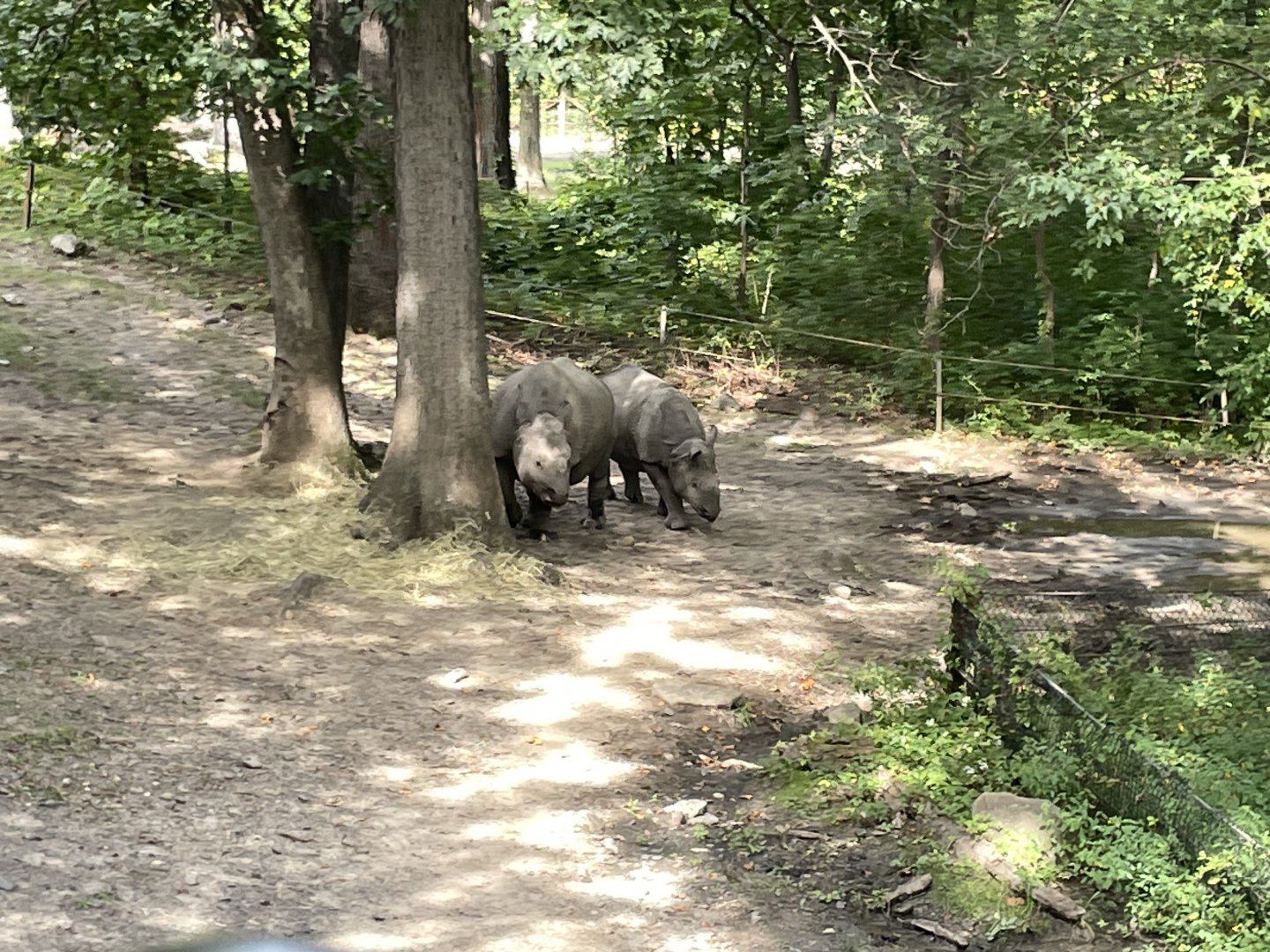 09/17/23 - Indian Rhinoceroses (Rhinoceros unicornis)
