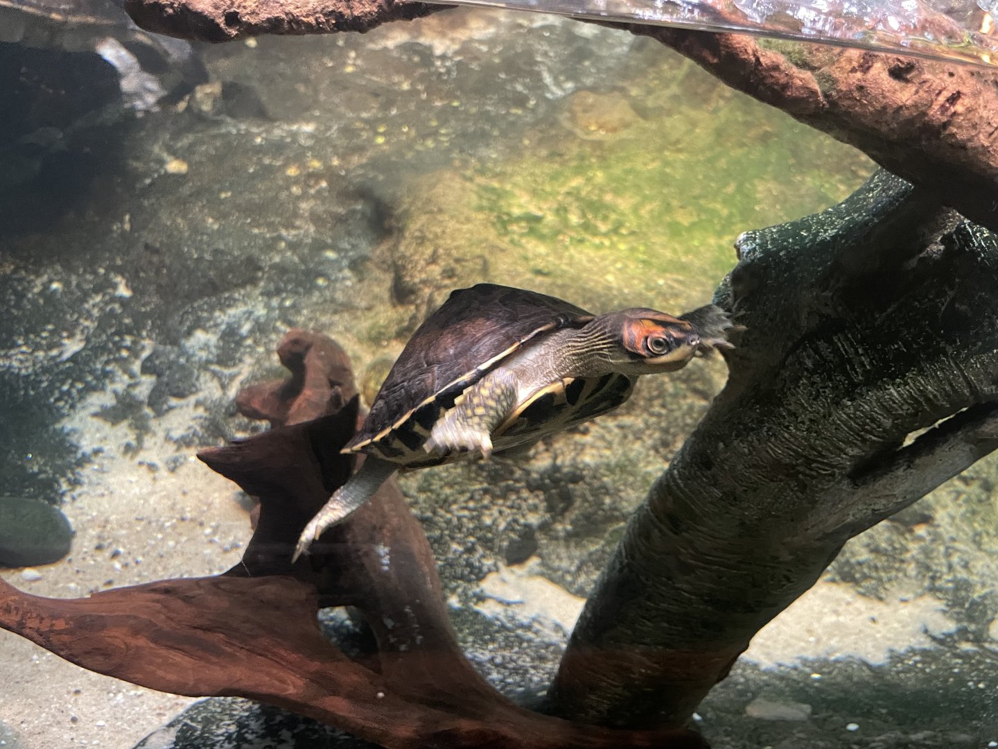 09/17/23 - Indian Roofed Turtle (Pangshura tecta)