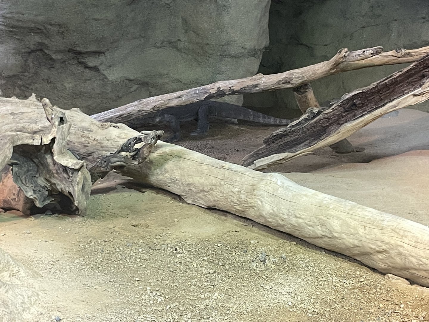 09/17/23 - Komodo Dragon (Varanus komodoensis)