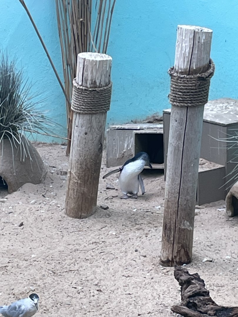 09/17/23 - Little Penguin (Eudyptula novaehollandiae)