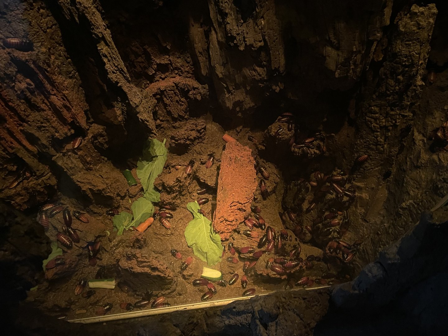 09/17/23 - Madagascar Hissing Cockroaches (Gromphadorhina portentosa)