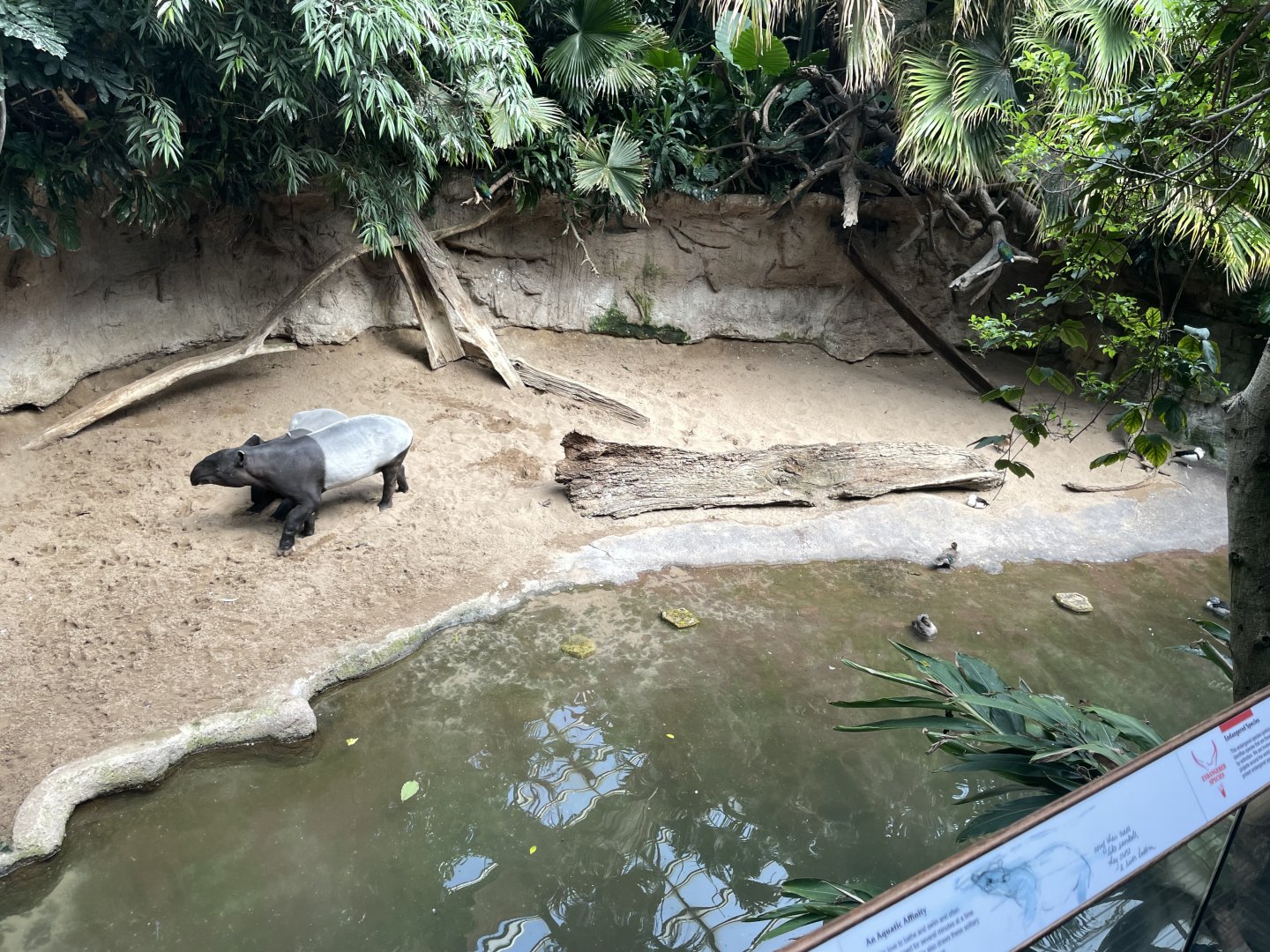 09/17/23 - Malayan Tapir (Tapirus indicus)