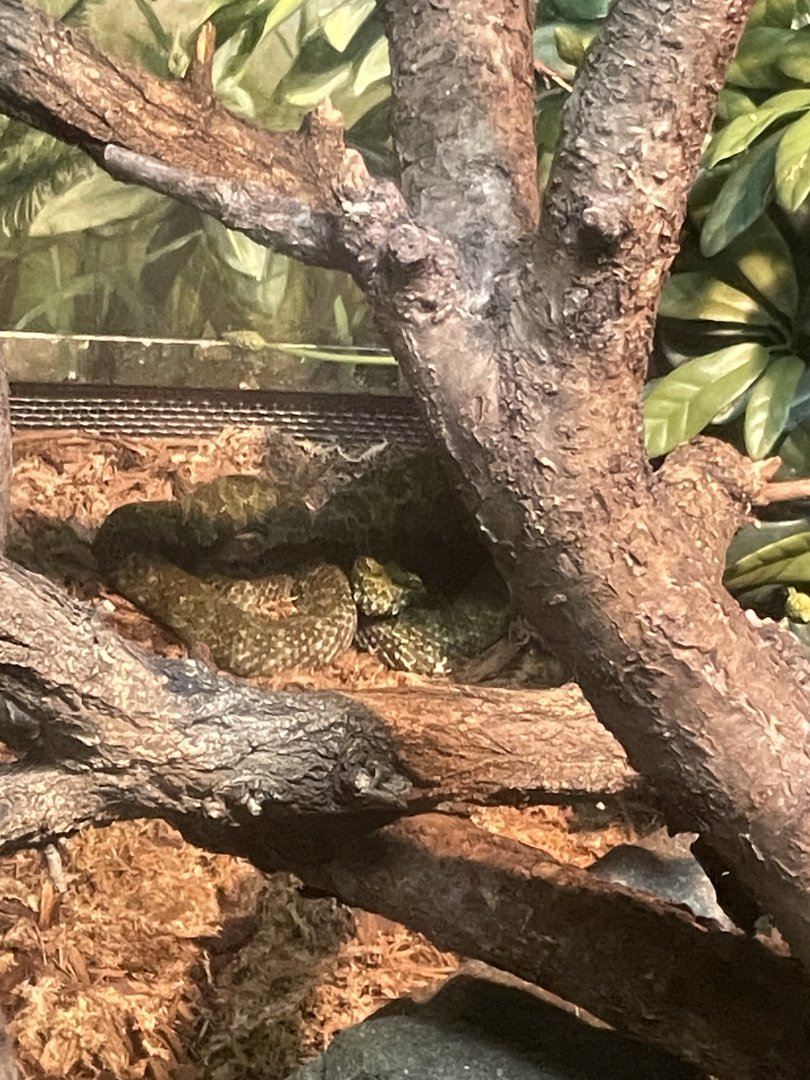 09/17/23 - Mangshan Pit Viper (Protobothrops mangshanensis)