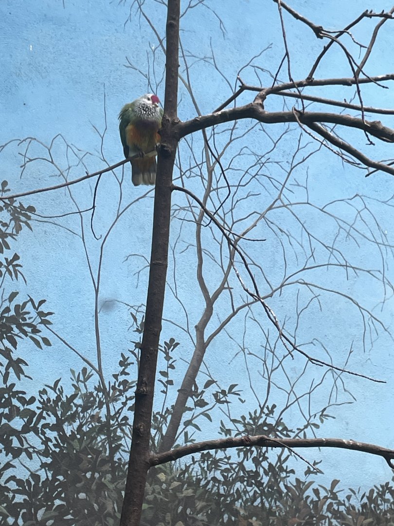09/17/23 - Mariana Fruit Dove (Ptilinopus roseicapilla)