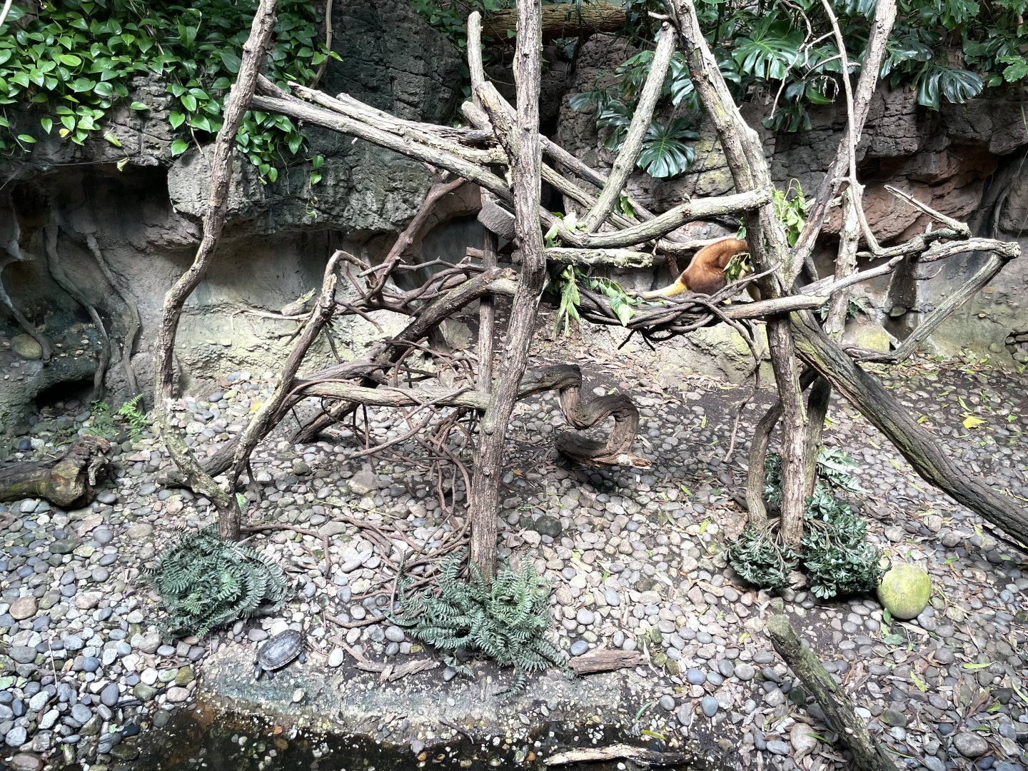 09/17/23 - Matschie's Tree-Kangaroo (Dendrolagus matschiei)