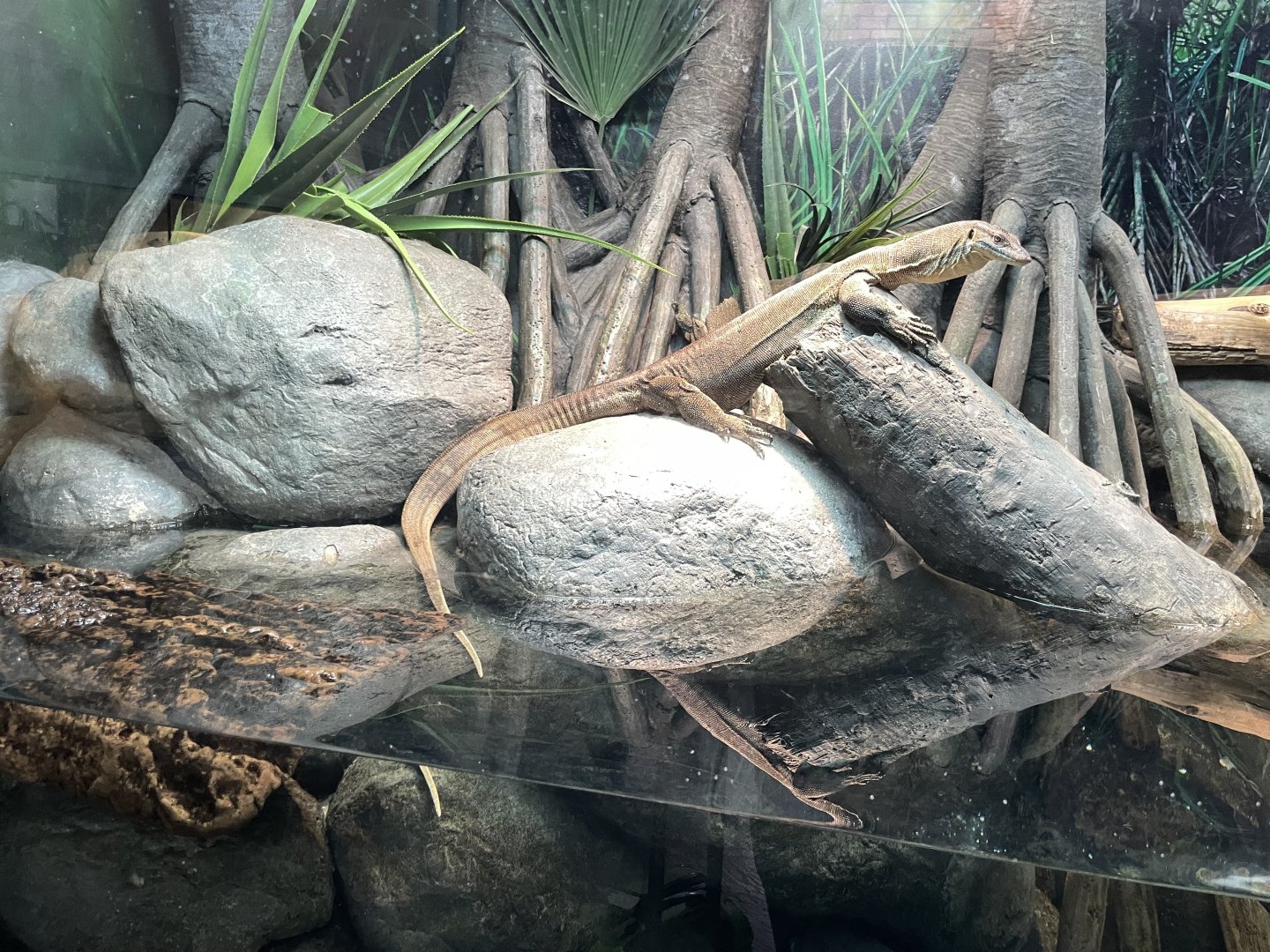 09/17/23 - Merten's Water Monitor (Varanus mertensi)
