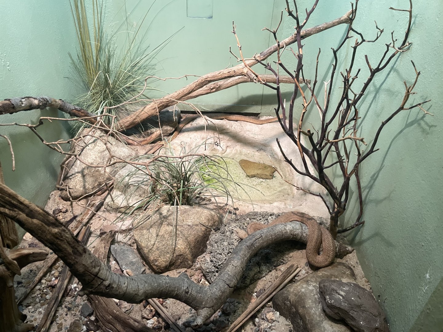 09/17/23 - Milos Viper (Macrovipera lebetinus schweizeri)