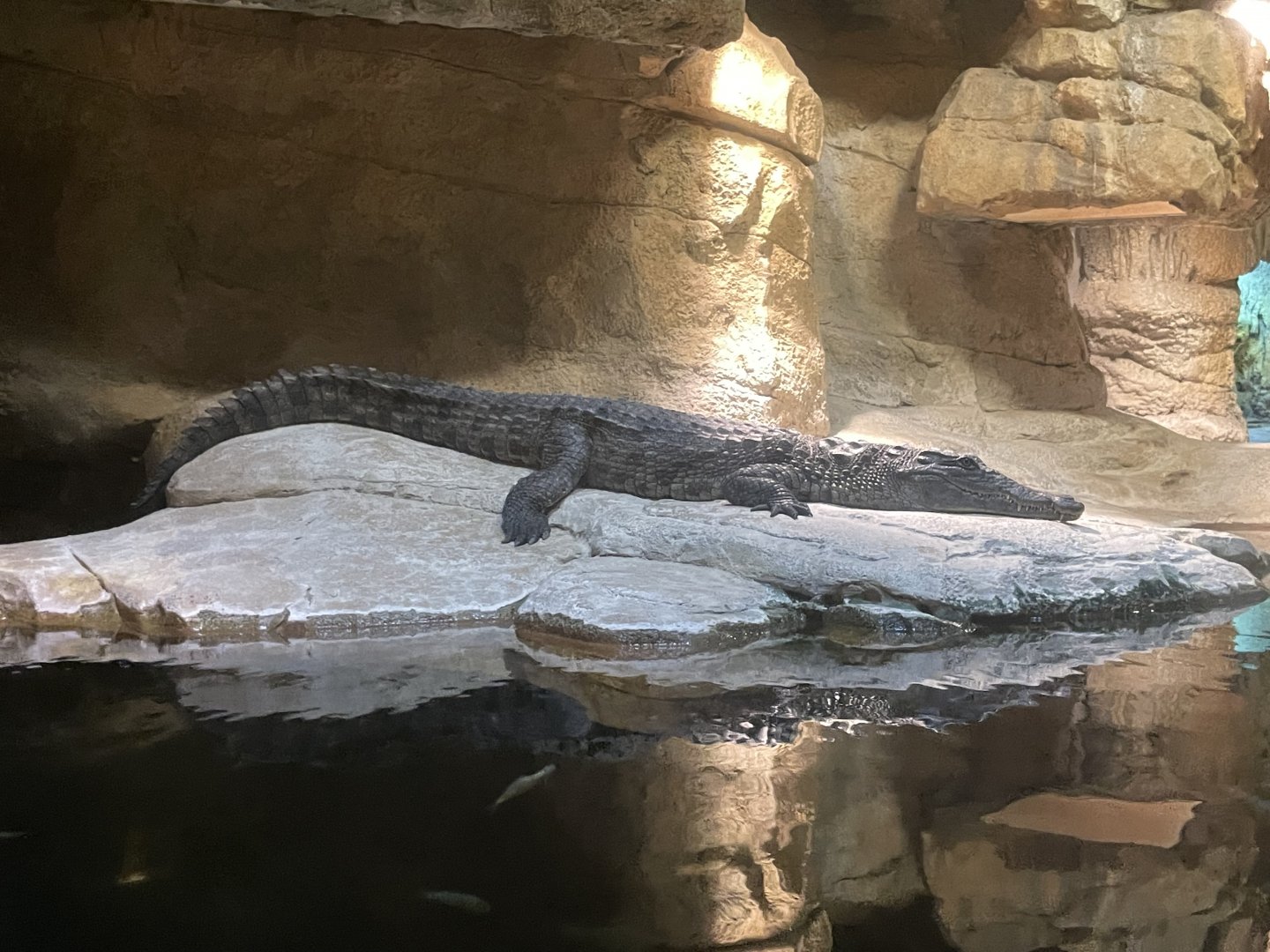 09/17/23 - Nile Crocodile (Crocodylus niloticus)