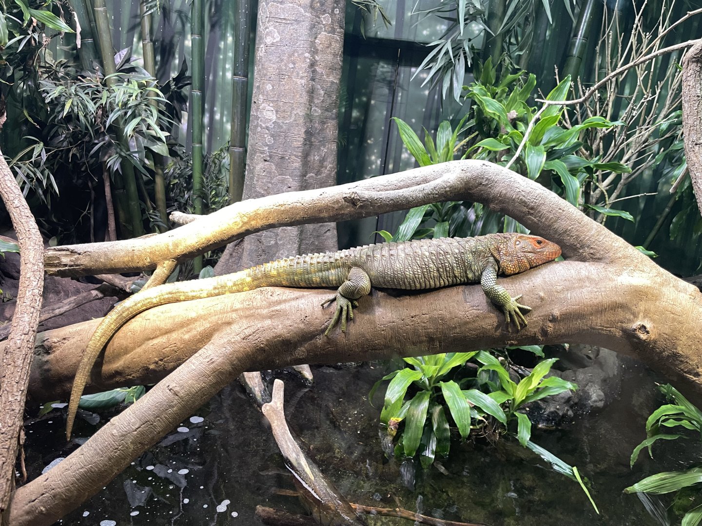 09/17/23 - Northern Caiman Lizard (Dracaena guianensis)
