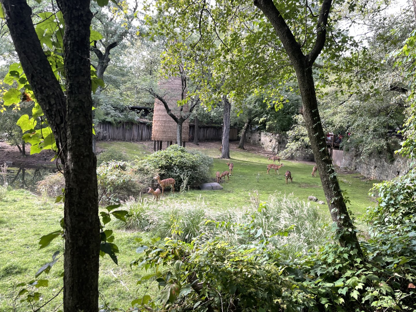 09/17/23 - Nyala (Tragelaphus angasii)