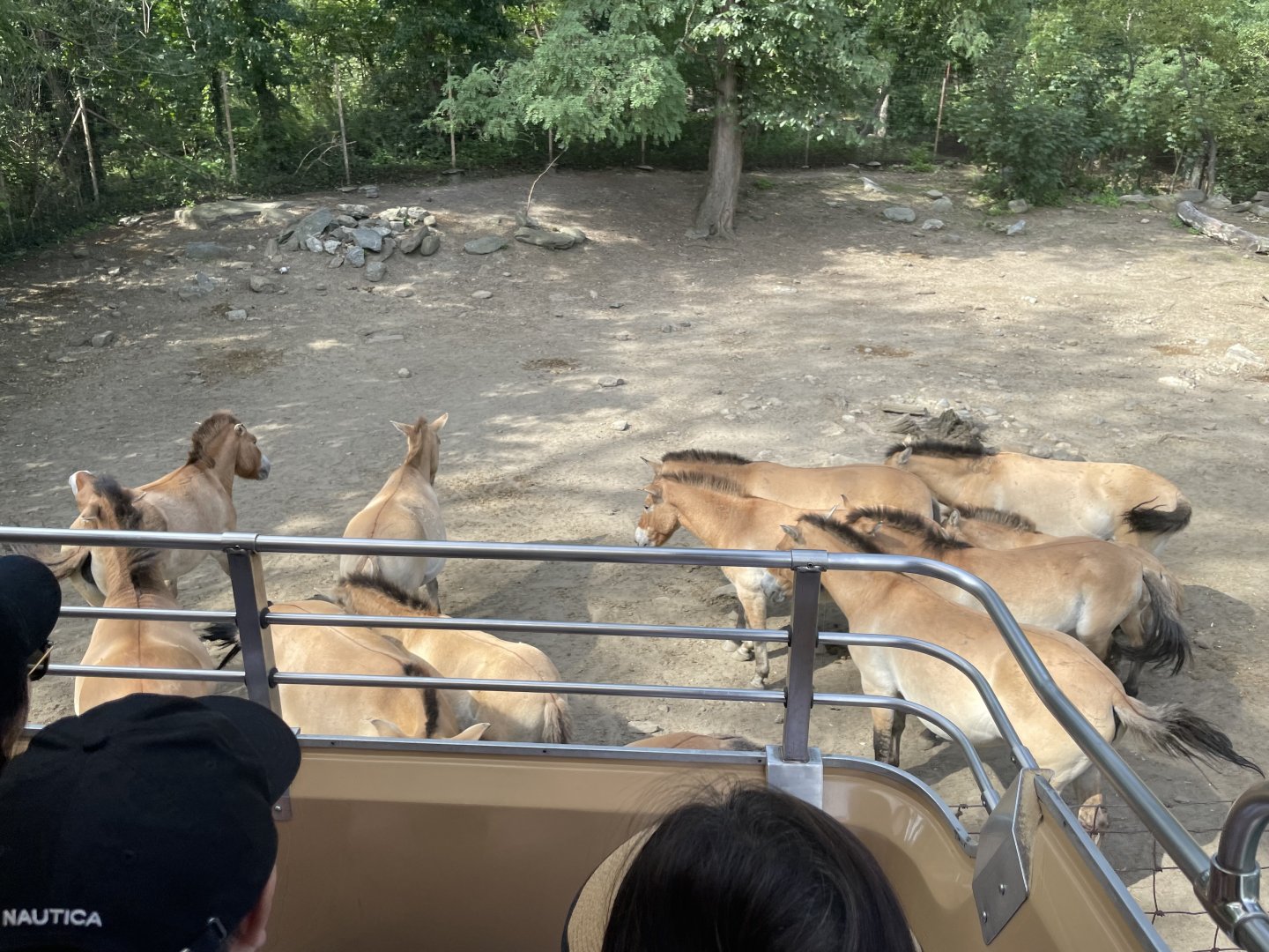 09/17/23 - Przewalski's Horse (Equus ferus przewalskii)