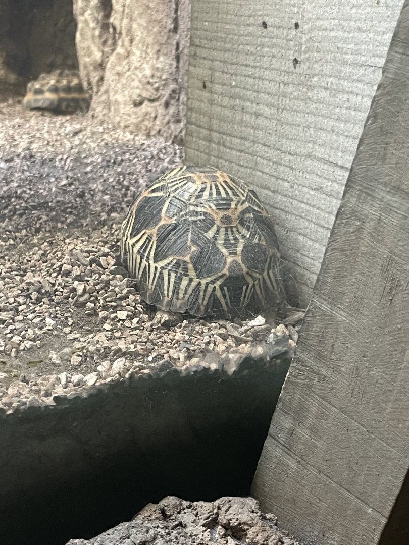 09/17/23 - Radiated Tortoise (Astrochelys radiata)