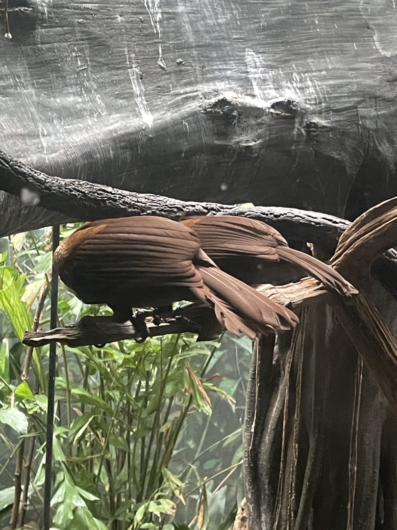 09/17/23 - Red Bird-of-Paradise (Paradisaea rubra)