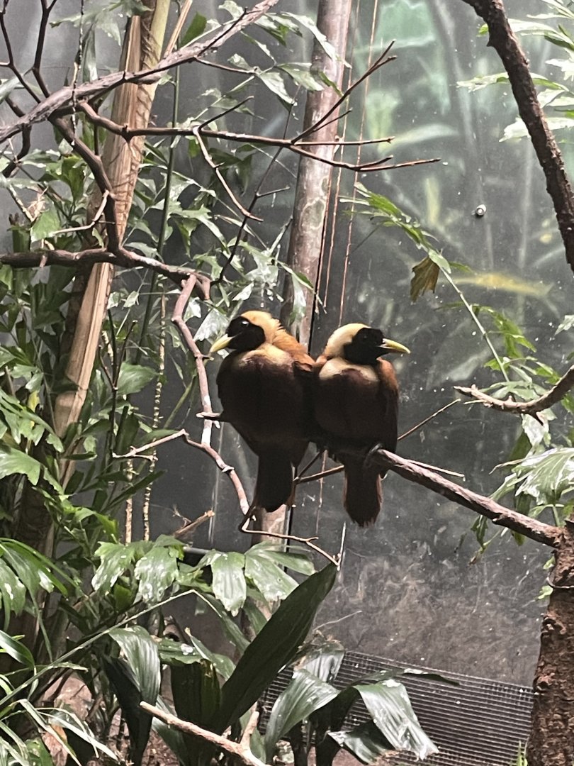 09/17/23 - Red Bird-of-Paradise (Paradisaea rubra)