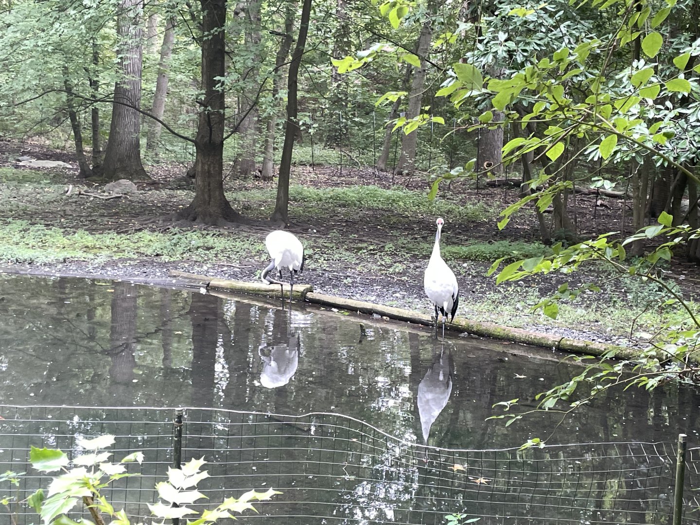 09/17/23 - Red-Crowned Crane (Grus japonensis)