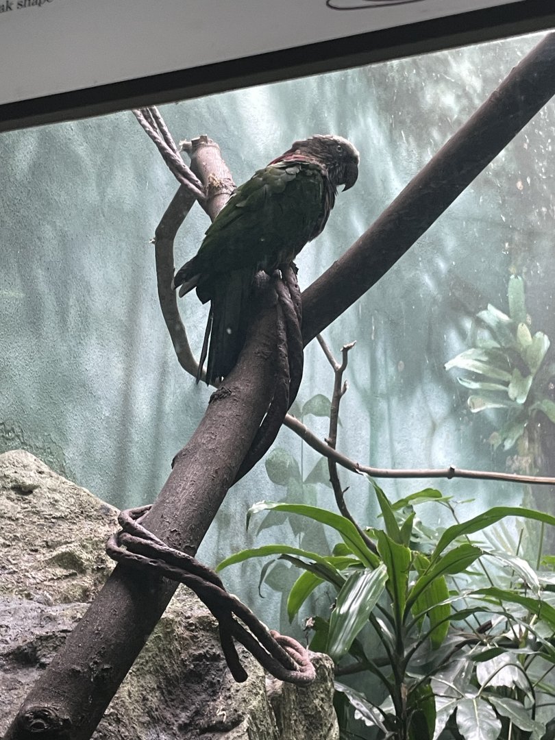 09/17/23 - Red Fan Parrot (Deroptyus accipitrinus)