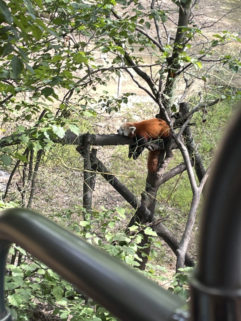 09/17/23 - Red Panda (Ailurus fulgens)