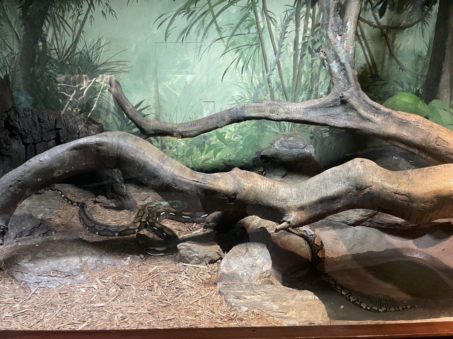 09/17/23 - Reticulated Python (Malayopython reticulatus)